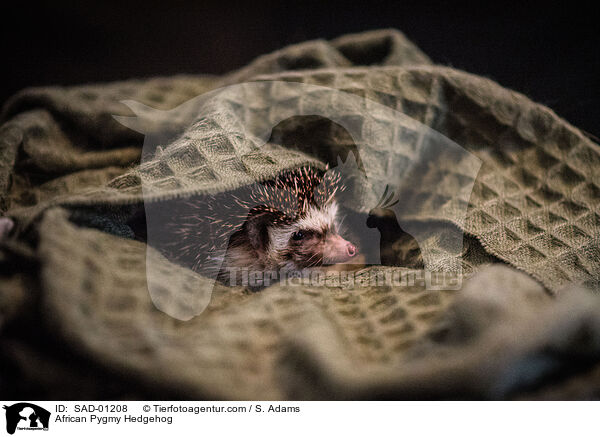 Afrikanischer Weibauchigel / African Pygmy Hedgehog / SAD-01208