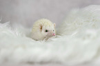 African Pygmy Hedgehog