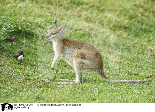 agile wallaby / DMS-08961