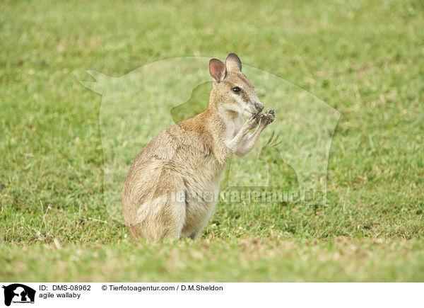 Flinkwallaby / agile wallaby / DMS-08962