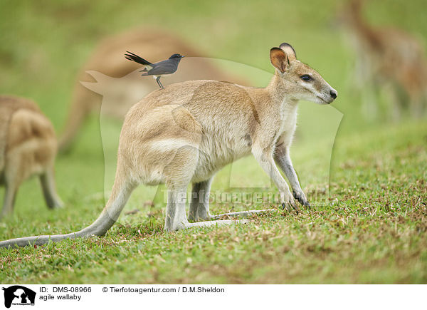 Flinkwallaby / agile wallaby / DMS-08966