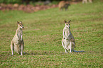 agile wallabies