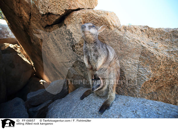 sitzendes Variables Felsknguru / sitting Allied rock kangaroo / FF-08857