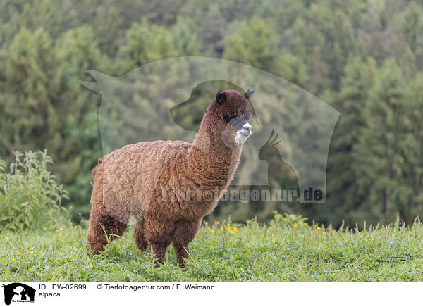 Alpaka / alpaca / PW-02699