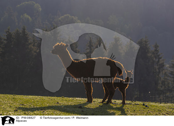 Alpakas / Alpacas / PW-08827