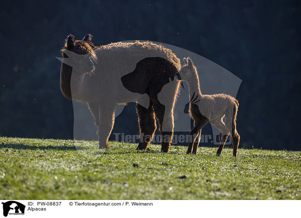 Alpakas / Alpacas / PW-08837