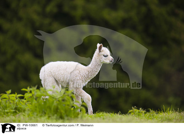 Alpaka / alpaca / PW-10661