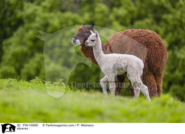 Alpakas / alpacas / PW-10668