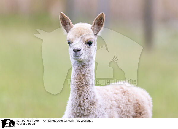 young alpaca / MAW-01006