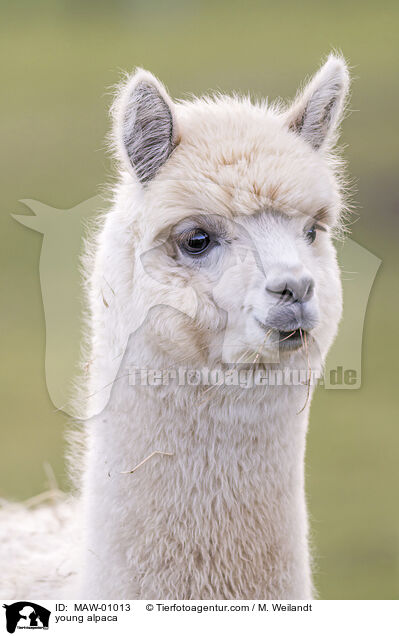 Alpaka Jungtier / young alpaca / MAW-01013