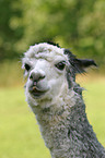 alpaca head