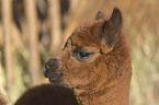 alpaca