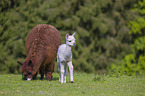 alpacas