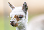 young alpaca