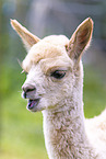 young alpaca