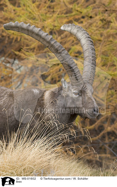 Steinbock / ibex / WS-01602