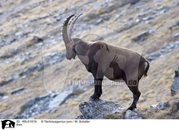 Steinbock in felsiger Gebirgslandschaft / ibex / WS-01616