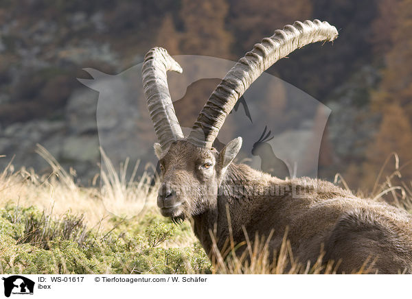 Steinbock liegt auf dem Boden / ibex / WS-01617