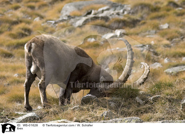 Steinbock / ibex / WS-01628