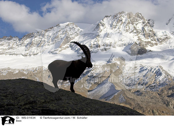 Steinbock als Silhouette / ibex / WS-01634