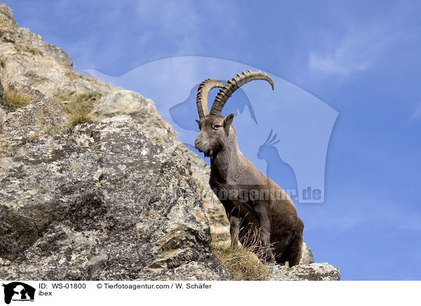 Steinbock in felsiger Gebirgslandschaft / ibex / WS-01800