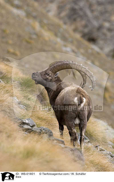 Steinbock / ibex / WS-01801