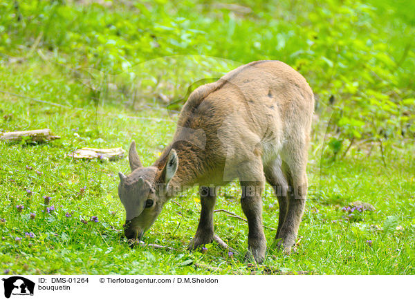 Alpensteinbock / bouquetin / DMS-01264