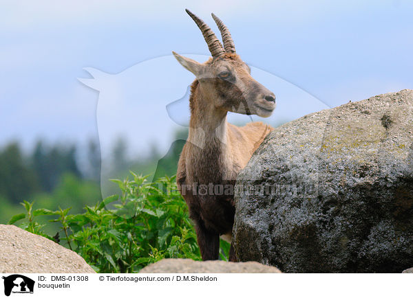 Alpensteinbock / bouquetin / DMS-01308