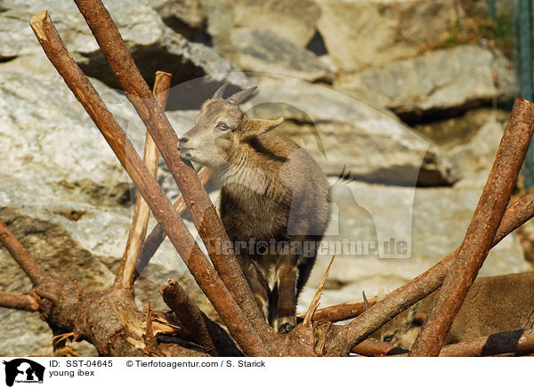 young ibex / SST-04645