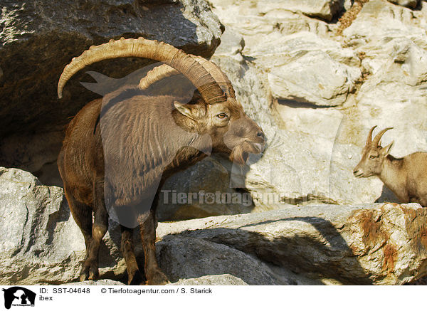 Steinbock / ibex / SST-04648