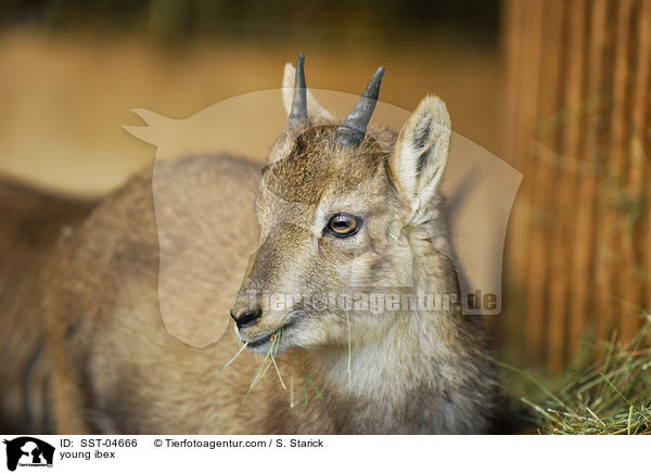 junger Steinbock / young ibex / SST-04666