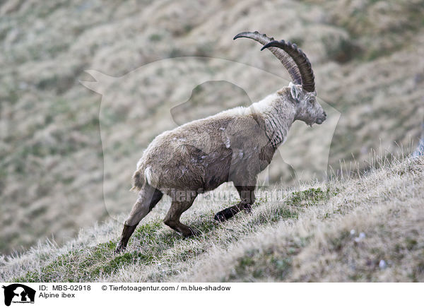 Alpensteinbock / Alpine ibex / MBS-02918