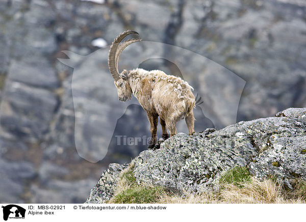 Alpensteinbock / Alpine ibex / MBS-02921