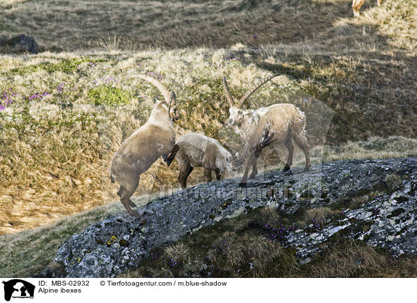 Alpensteinbcke / Alpine ibexes / MBS-02932