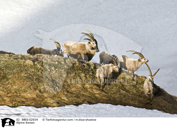 Alpensteinbcke / Alpine ibexes / MBS-02934