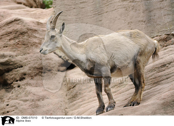 Alpensteinbock / Alpine ibex / DMS-07010