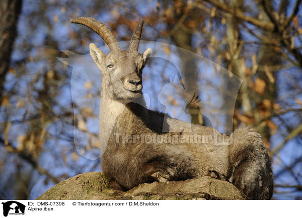 Alpensteinbock / Alpine ibex / DMS-07398