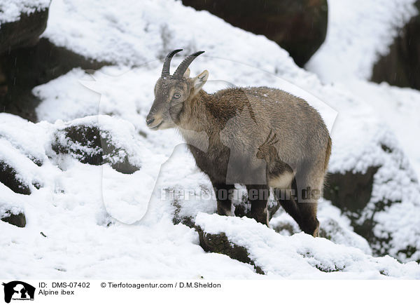 Alpensteinbock / Alpine ibex / DMS-07402