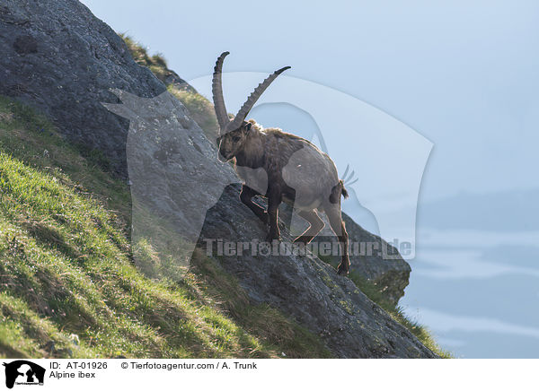 Alpensteinbock / Alpine ibex / AT-01926