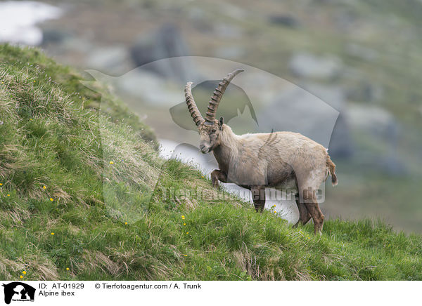 Alpensteinbock / Alpine ibex / AT-01929
