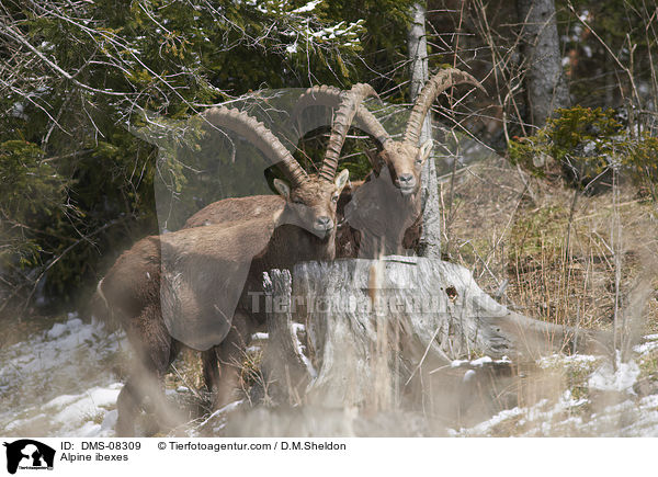 Alpensteinbcke / Alpine ibexes / DMS-08309
