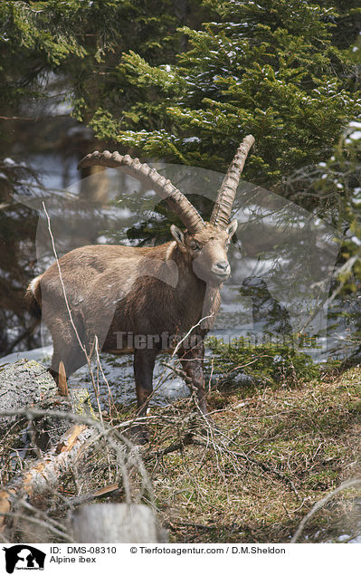Alpensteinbock / Alpine ibex / DMS-08310