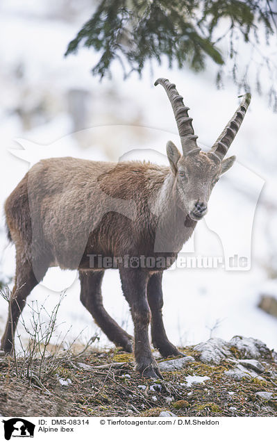 Alpensteinbock / Alpine ibex / DMS-08314