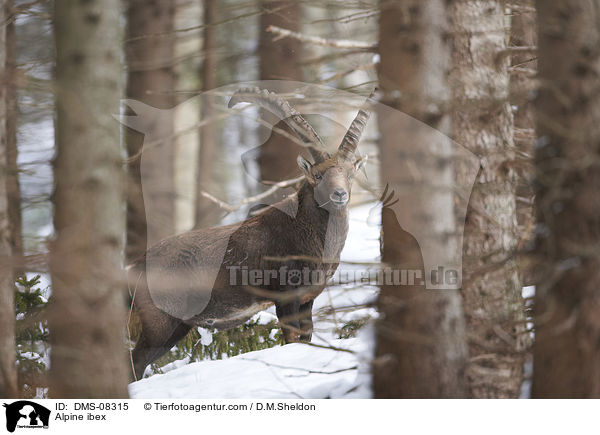 Alpensteinbock / Alpine ibex / DMS-08315