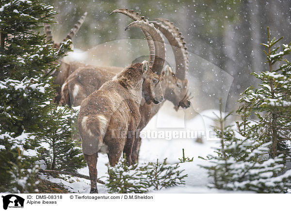 Alpensteinbcke / Alpine ibexes / DMS-08318