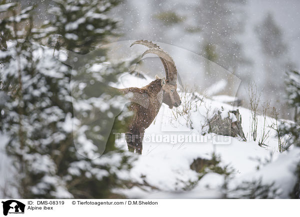 Alpensteinbock / Alpine ibex / DMS-08319