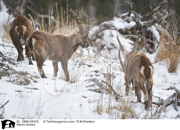 Alpensteinbcke / Alpine ibexes / DMS-08322