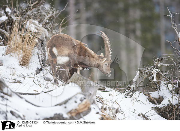 Alpensteinbock / Alpine ibex / DMS-08324
