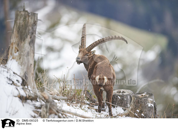 Alpensteinbock / Alpine ibex / DMS-08325