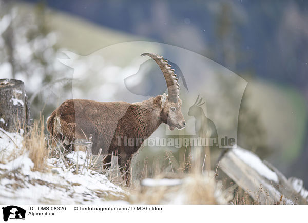 Alpensteinbock / Alpine ibex / DMS-08326